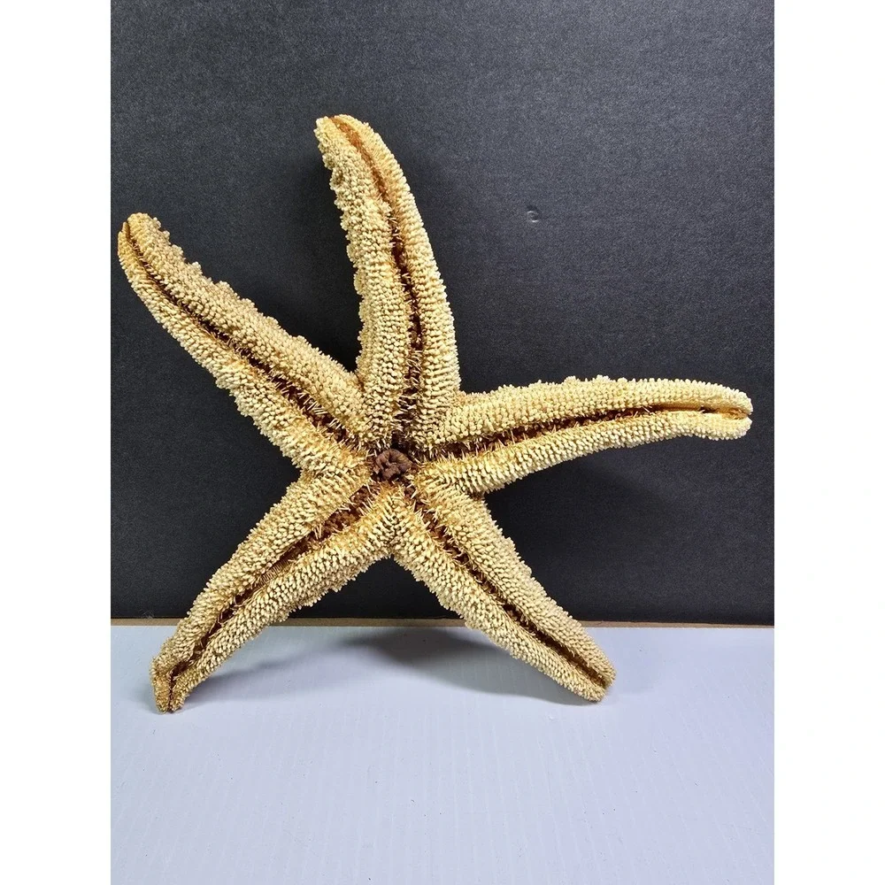 Intact Mouth XL Starfish, Beach Finds, Nature Is Cool, Show & Tell, Patrick
